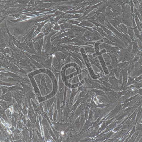 大鼠原代皮膚成纖維細(xì)胞