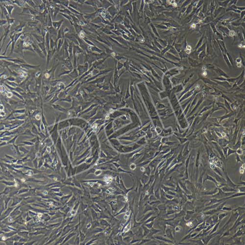 大鼠原代臍帶間充質干細胞