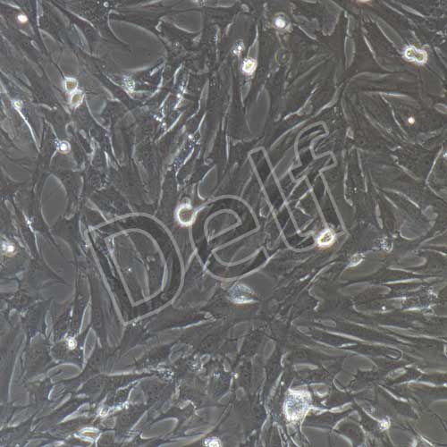 大鼠原代臍帶間充質干細胞