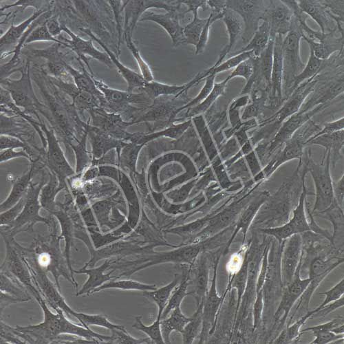 大鼠原代軟骨細(xì)胞