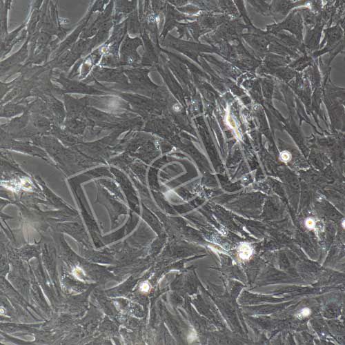 大鼠原代食管成纖維細(xì)胞