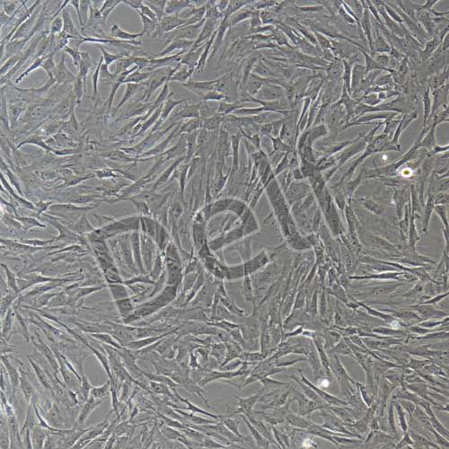 大鼠原代胃平滑肌細(xì)胞