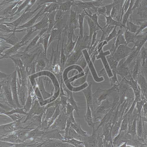 大鼠原代胃平滑肌細(xì)胞