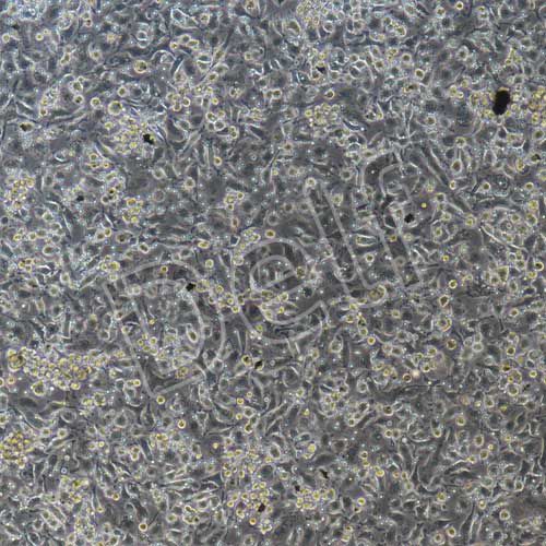 大鼠原代小膠質(zhì)細(xì)胞