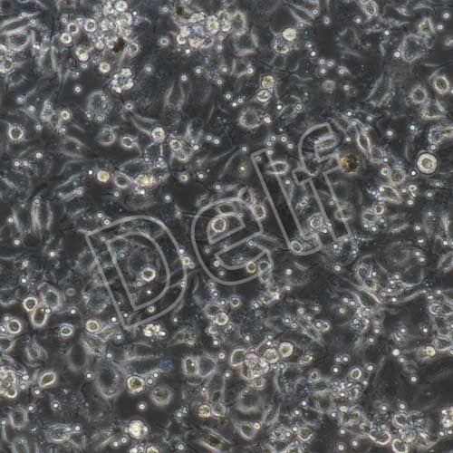 大鼠原代小膠質(zhì)細(xì)胞