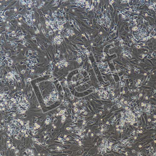 大鼠原代心肌細(xì)胞