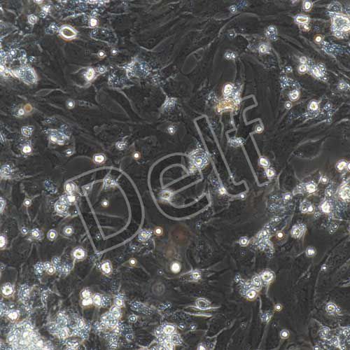 大鼠原代心肌細(xì)胞