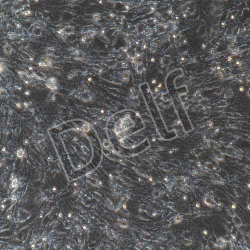 大鼠原代雪旺細(xì)胞