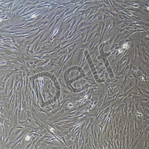 大鼠原代牙周膜成纖維細胞