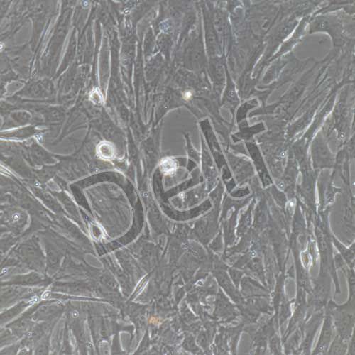 大鼠原代牙周膜成纖維細胞