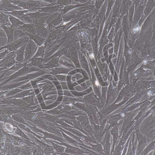 大鼠原代脂肪干細(xì)胞