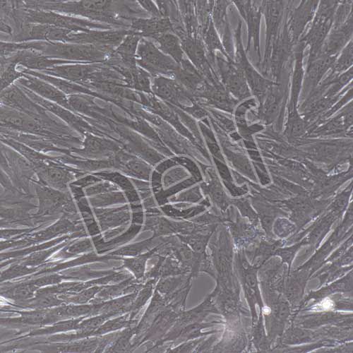 大鼠原代脂肪干細(xì)胞