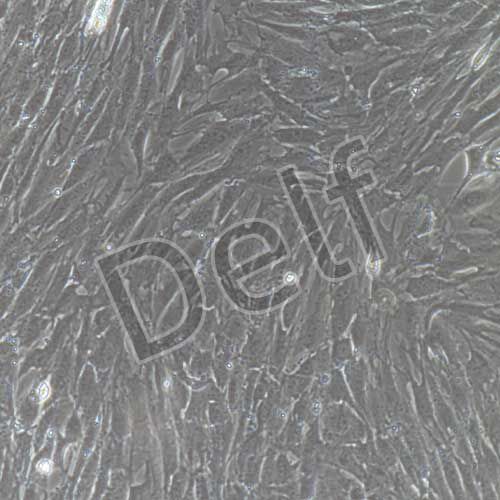 大鼠原代主動(dòng)脈外膜成纖維細(xì)胞