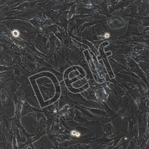 牛原代骨骼肌細(xì)胞