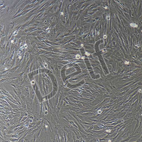 牛原代前脂肪細(xì)胞