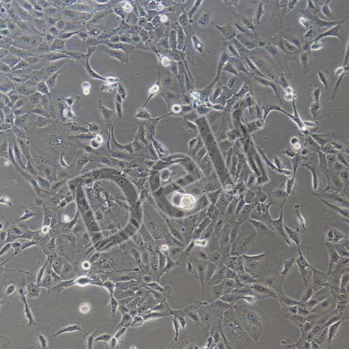 人原代Ⅱ型肺泡上皮細(xì)胞