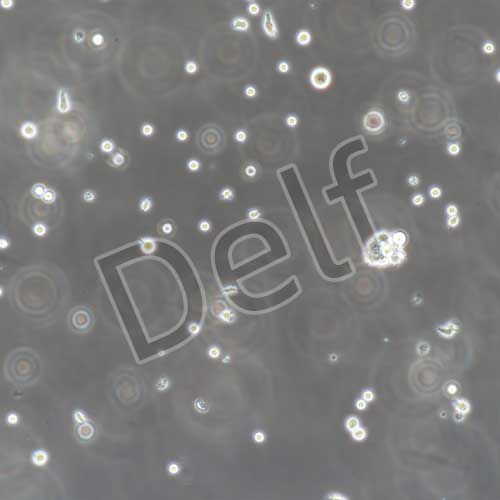 人原代T淋巴細胞