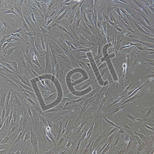 人原代膀胱成纖維細(xì)胞