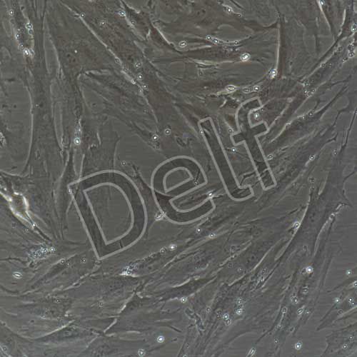 人原代膀胱成纖維細(xì)胞