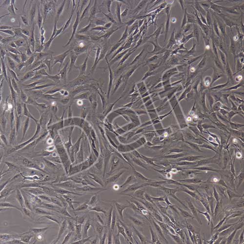 人原代扁桃體成纖維細胞