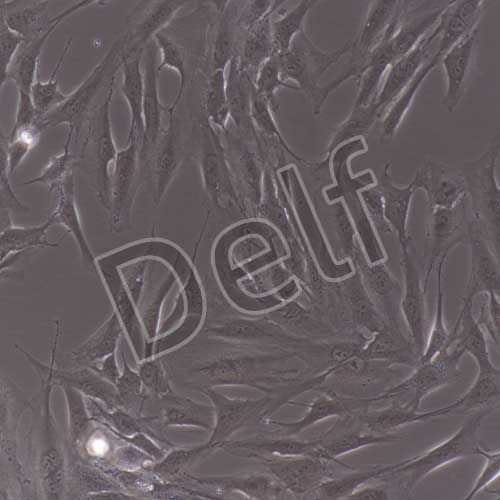 人原代扁桃體成纖維細胞