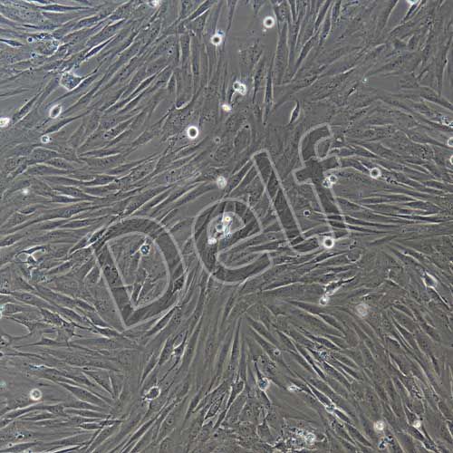 人原代肺成纖維細(xì)胞