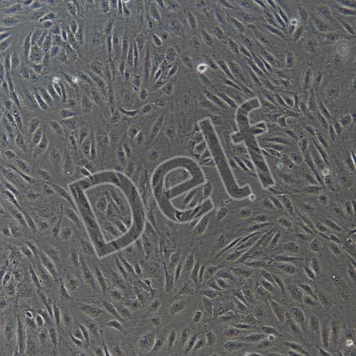 人原代肺動(dòng)脈內(nèi)皮細(xì)胞