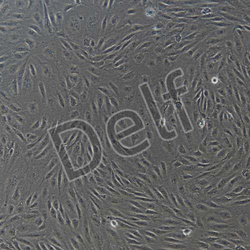 人原代肺動(dòng)脈內(nèi)皮細(xì)胞