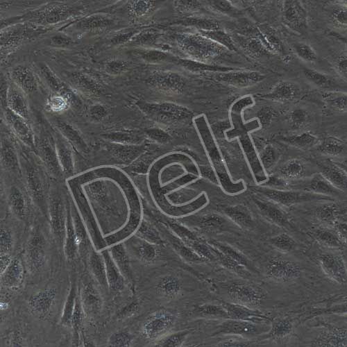 人原代肺動(dòng)脈內(nèi)皮細(xì)胞