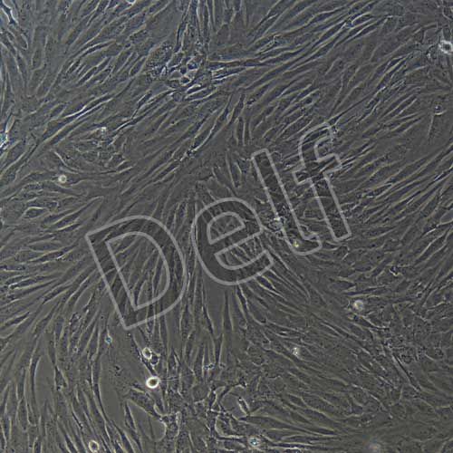 人原代肝成纖維細(xì)胞