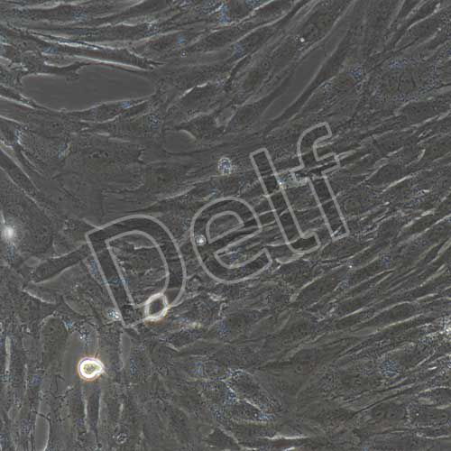 人原代肝成纖維細(xì)胞