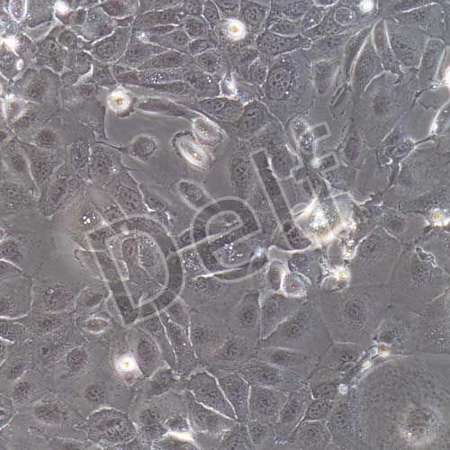 人原代肝內(nèi)膽管上皮細胞