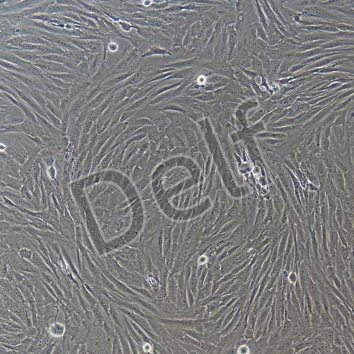 人原代睪丸支持細(xì)胞