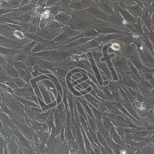 人原代睪丸支持細(xì)胞