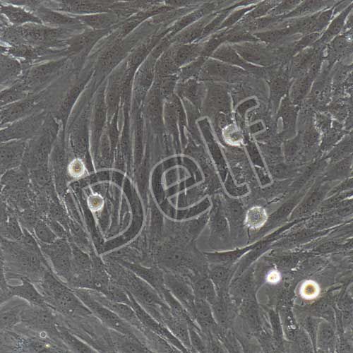 人原代睪丸支持細(xì)胞