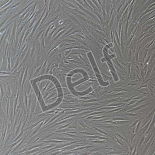 人睪丸支持細胞永生化