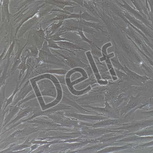 人睪丸支持細胞永生化