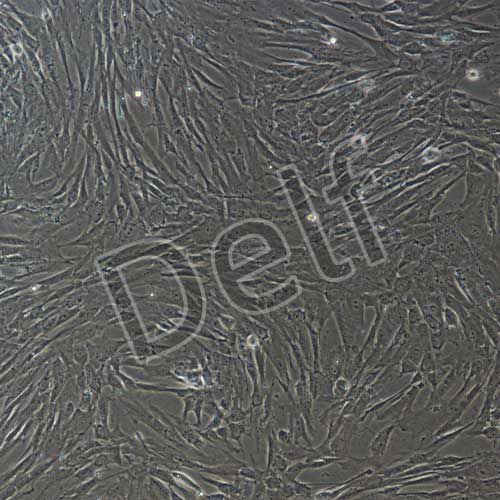 人原代骨髓間充質干細胞