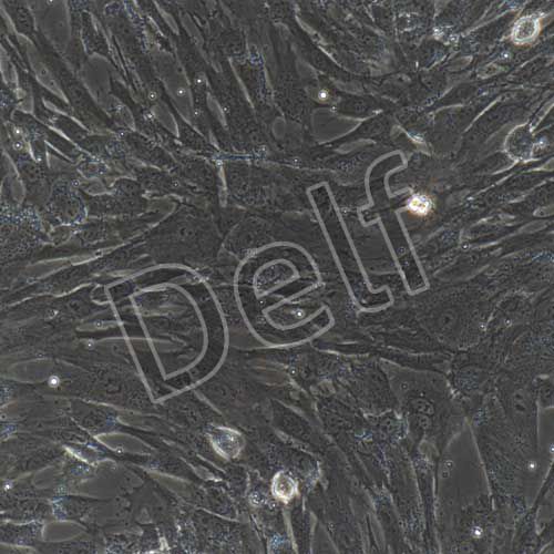 人原代骨髓間充質干細胞