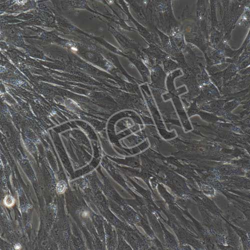 人原代骨髓間充質干細胞