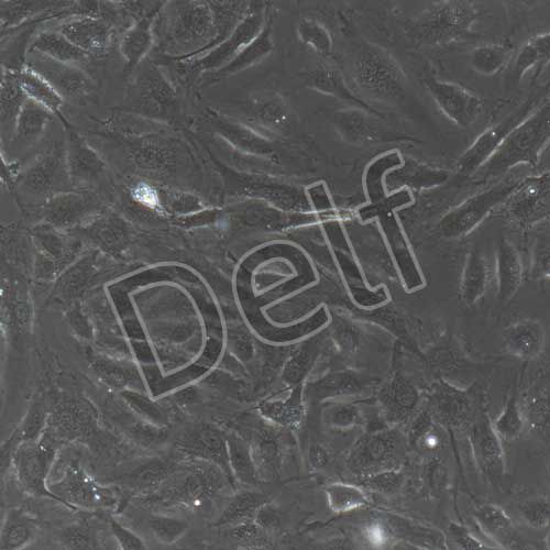 人原代骨微血管內皮細胞