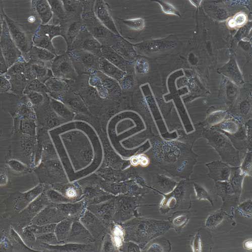 人原代呼吸道上皮細(xì)胞