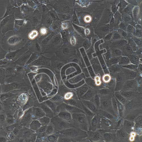 人原代呼吸道上皮細(xì)胞