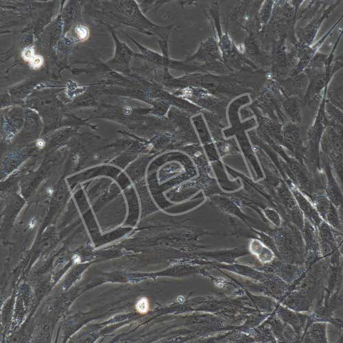 人原代滑膜間充質(zhì)干細(xì)胞