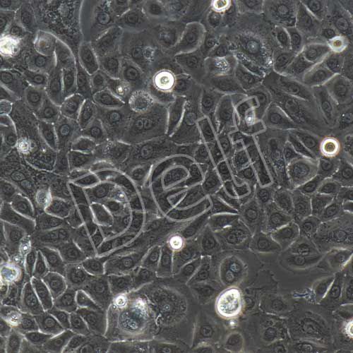 人原代角質(zhì)形成細胞