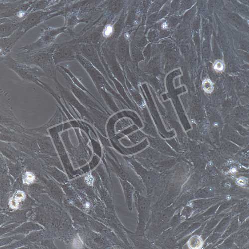 人原代結(jié)腸成纖維細胞