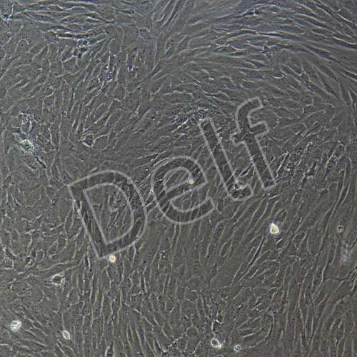 人原代口腔成纖維細胞