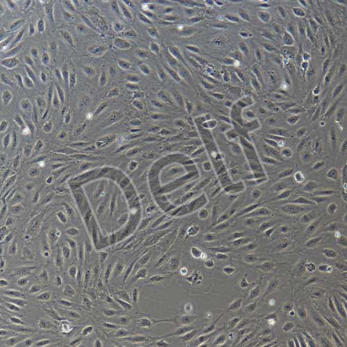 人原代淋巴管內皮細胞