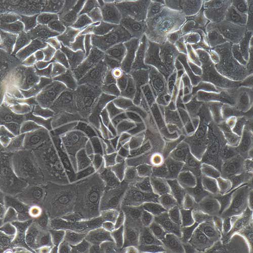 人原代毛囊干細胞