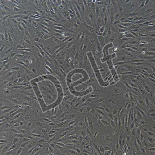 人原代腦微血管內(nèi)皮細(xì)胞